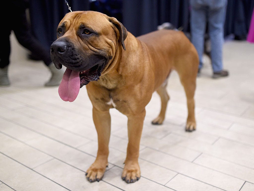 boerboel
